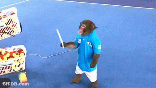 Monkey Holding Tennis Racket On Tennis Court GIF