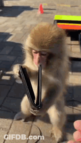 Monkey Holding Wallet In Mouth Sitting On Ground GIF