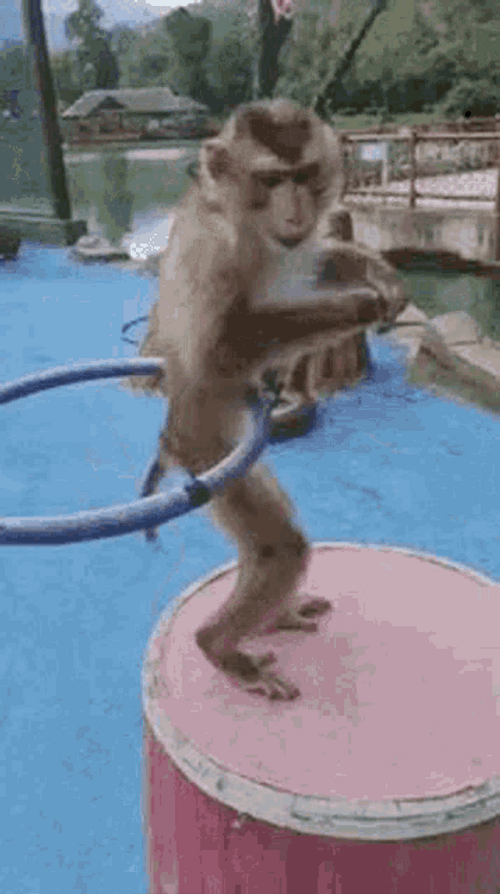 Monkey Hula-Hoop Dancing GIF