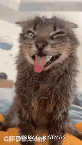 Monkey In Boat Saying All Aboard GIF