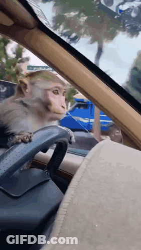 Monkey In Driver's Seat Looking Out Window GIF