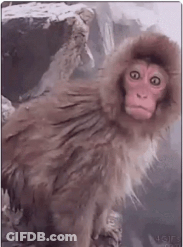 Monkey In Furry Hood GIF