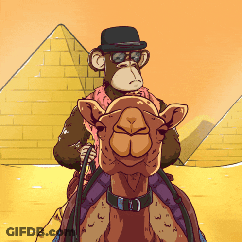 Monkey In Hat And Sunglasses Riding Camel At Pyramid GIF