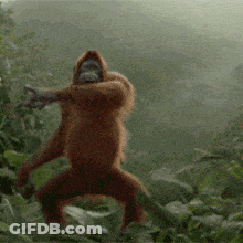 Monkey In Hooded Jacket Standing In Woods GIF