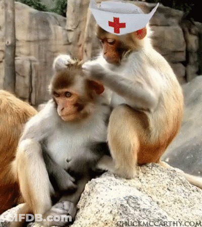 Monkey In Nurse Hat Petting Another Monkey GIF
