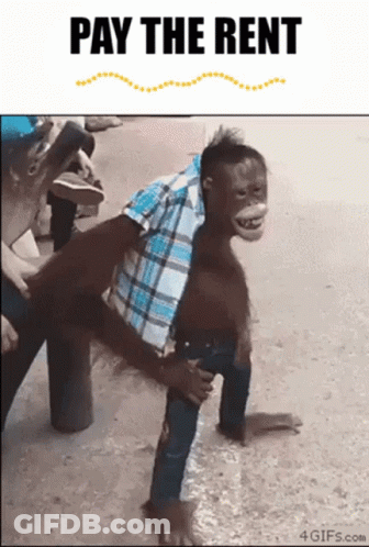 Monkey In Plaid Shirt Pay The Rent GIF