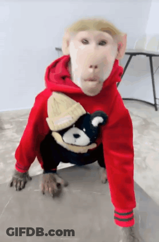 Monkey In Red Hoodie With Teddy Bear GIF