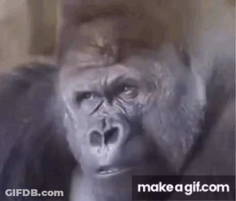Monkey In Sunglasses And Baka Shirt GIF
