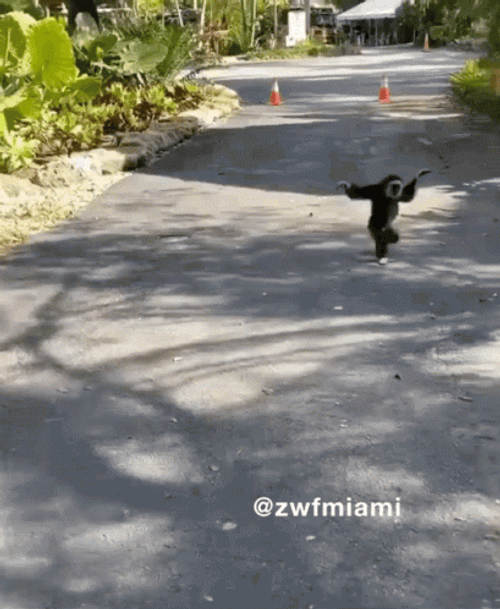 Monkey In The Wild Funny Running GIF