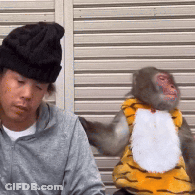Monkey In Tiger Costume Next To Man In Black Hat GIF
