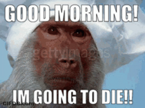 Monkey In White Hat Says Good Morning I'm Going To Die GIF
