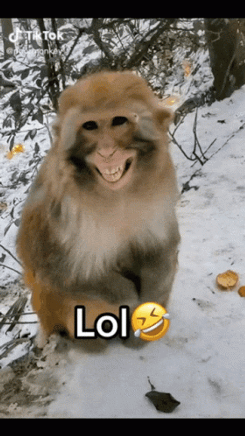 Monkey In Winter Snow Laughing Jajajaja Reaction GIF
