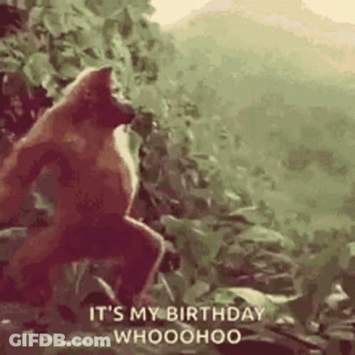 Monkey In Woods Saying It's My Birthday Whoohoo GIF