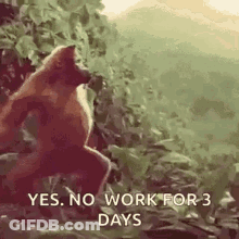 Monkey In Woods Saying Yes No Work For 3 Days GIF