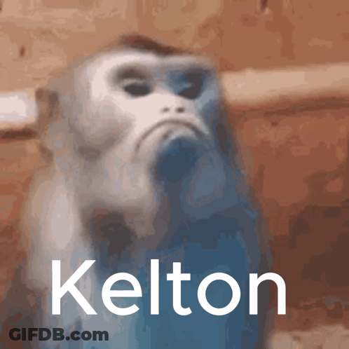 Monkey Kelton GIF