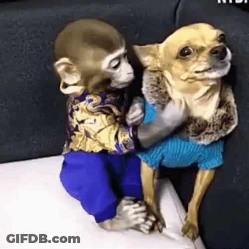 Monkey Kissing Angry Dog GIF
