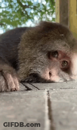 Monkey Laying Down GIF