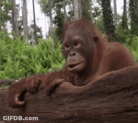 Monkey Laying On A Log GIF