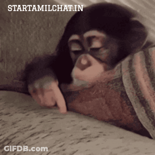 Monkey Laying On Blanket Starttamilchat.in GIF