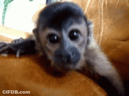 Monkey Laying On Couch Looking At Camera GIF