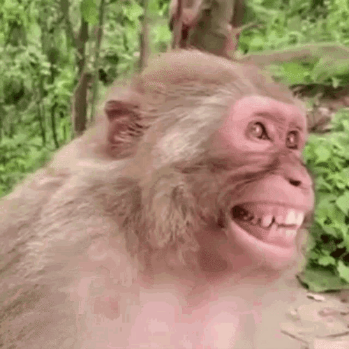 Monkey Looking Around Laughing GIF
