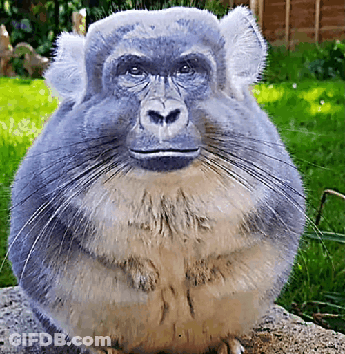 Monkey Looking Edited Chinchilla GIF