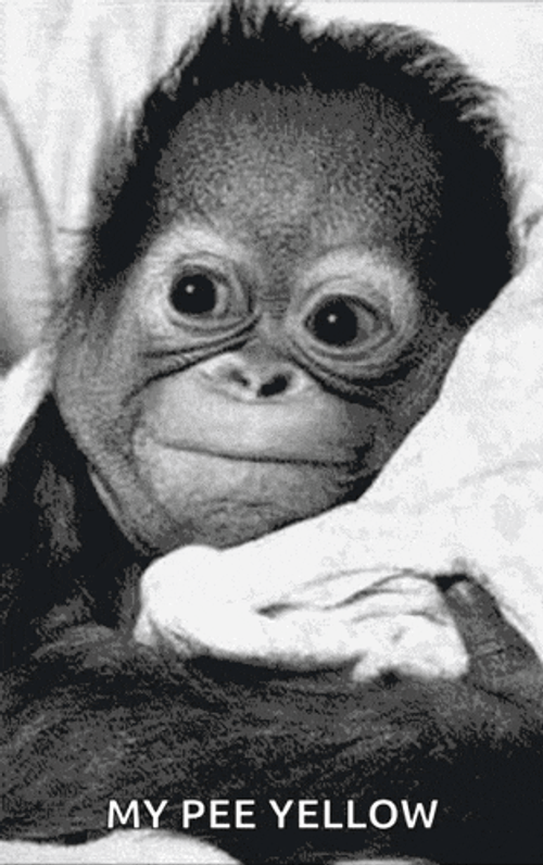 Monkey Looking GIF