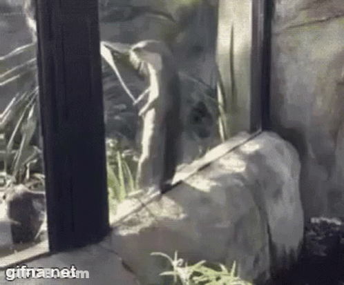 Monkey Looking Out Zoo Window GIF
