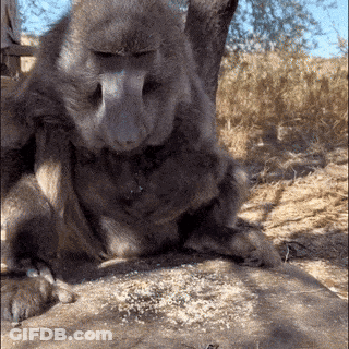 Monkey Lying On Ground With Lion Behind GIF