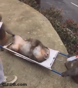 Monkey Lying On Stretcher Pulled By Dog GIF