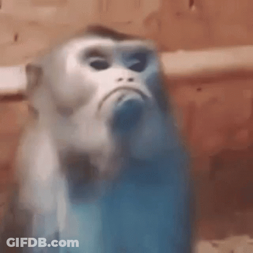 Monkey Making Funny Face Close Up GIF