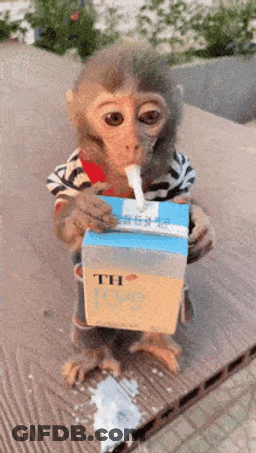 Monkey Milk GIF