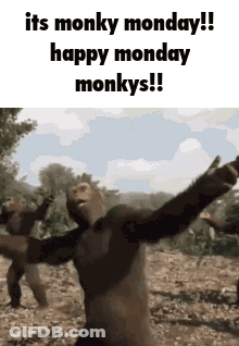 Monkey Monkey Dance GIF