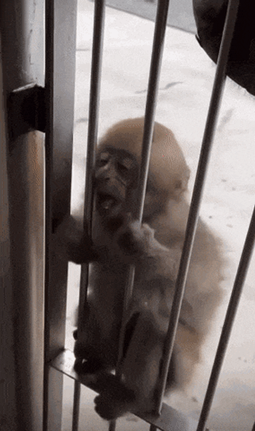 Monkey Monkey In Jail GIF