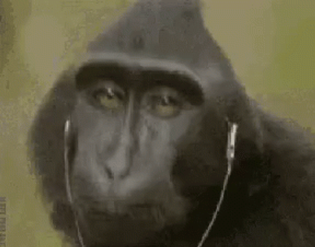 Monkey On Headset GIF