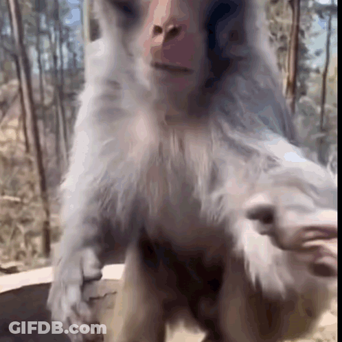 Monkey On Hind Legs Looking At Camera GIF