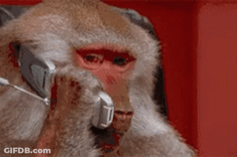 Monkey On The Phone GIF