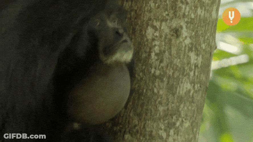 Monkey On The Tree Hollering GIF