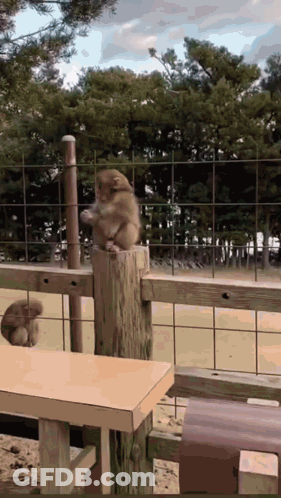 Monkey On Wooden Fence Post GIF