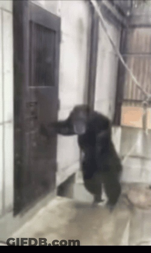 Monkey Open The Door GIF