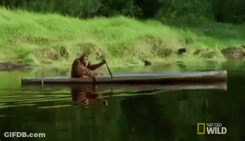 Monkey Paddling Canoe In Lake GIF