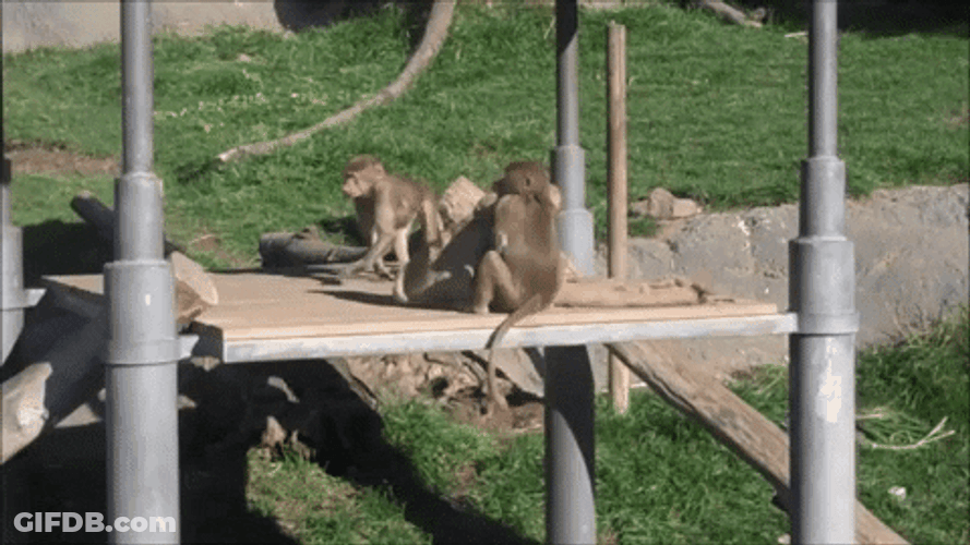 Monkey Playing Funny Animal GIF