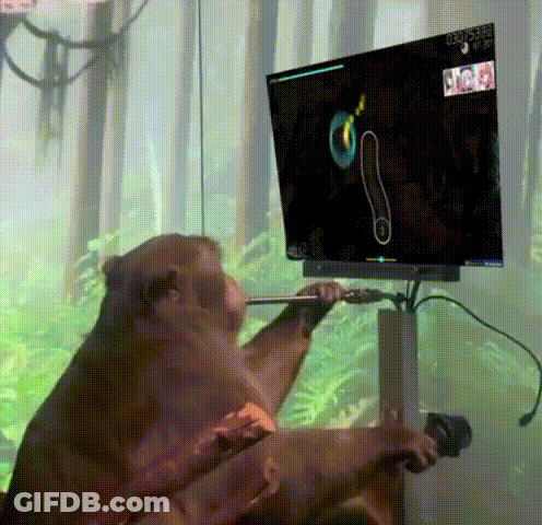 Monkey Playing Video Game At 00:35 GIF