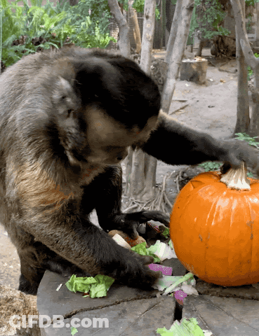 Monkey Playing With Pumpkin GIF