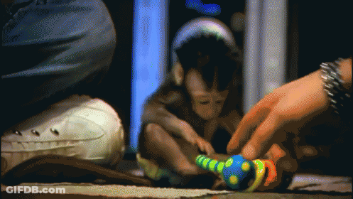 Monkey Playing With Toy On Floor GIF