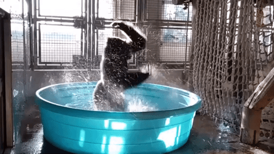 Monkey Portable Pool Just Dance GIF