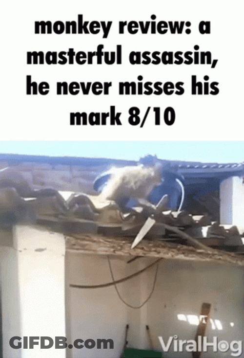 Monkey Review A Masterful Assassin GIF