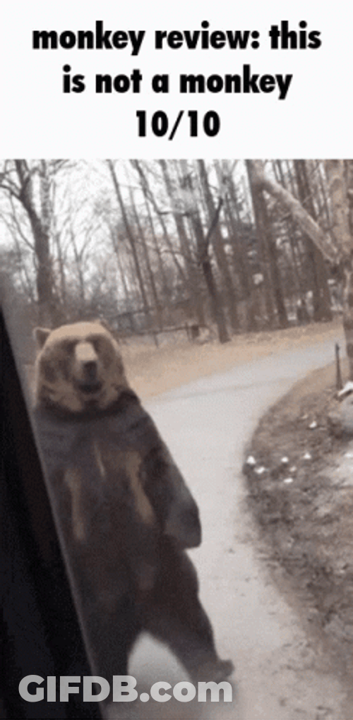 Monkey Review And This Is Not Monkey GIF