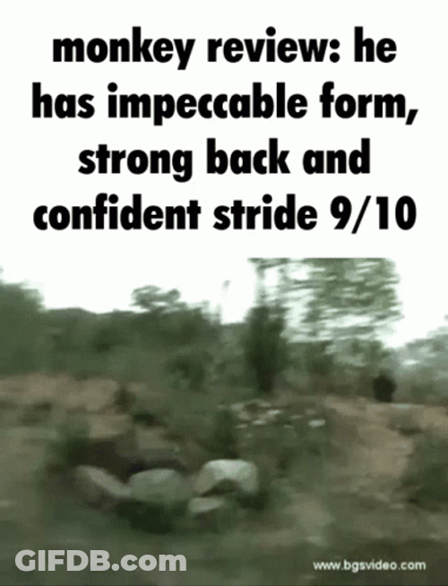 Monkey Review He Has Impeccable Form GIF