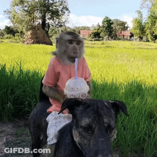 Monkey Riding Dog Drinking From Cup GIF